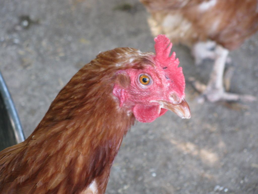 how to tell old chickens from young ones.